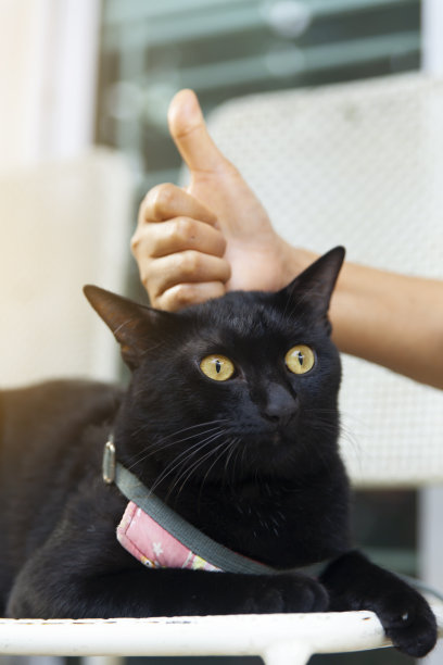 一只黑猫坐在椅子上，一个女人伸出大拇指或喜欢主人的手。人和他们心爱的宠物之间的暖心关系。图片下载