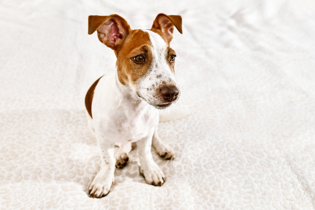 可爱的杰克罗素小猎犬在主人卧室的床上玩耍的照片。有趣的白色和棕色的小狗在家里玩。图片下载
