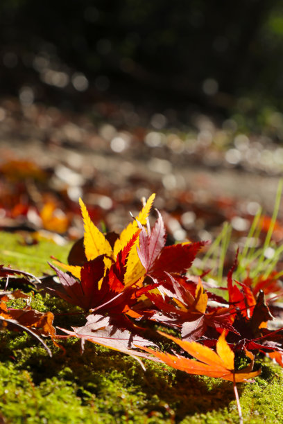 秋天的自然照片，在落下的枫叶和生长在岩石上的绿色苔藓之间形成了美丽的对比。图片下载
