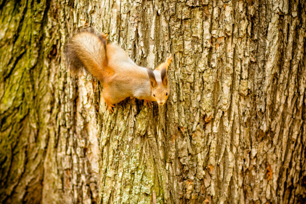树上的松鼠。可爱的松鼠在树上。树上的松鼠往下看。在一个寒冷晴朗的秋日里捕获的野生松鼠。野生动物图片集。图片下载