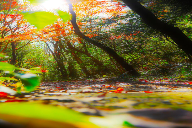 一个明亮的秋天森林道路的动画风格的图像照片，透视强调和明亮生动的色彩修饰。图片下载