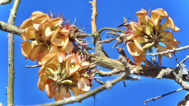 杨柳树(erythrina sandwich ensis)在十月初开花，花朵呈橙色。图片下载