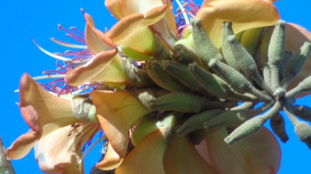 杨柳花(erythrina sandwensis)微小花序的特写。图片下载