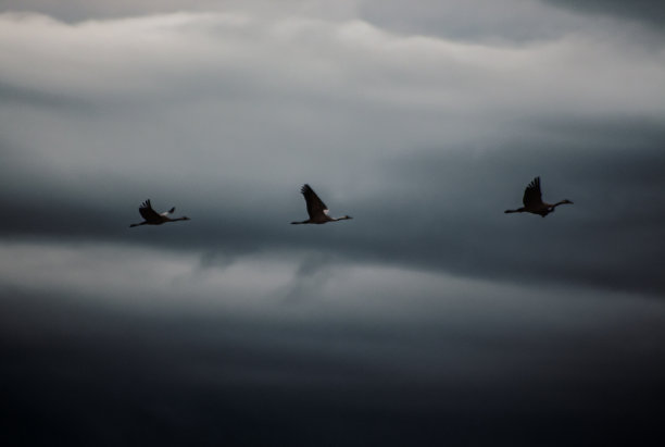 野鹅的图片下载