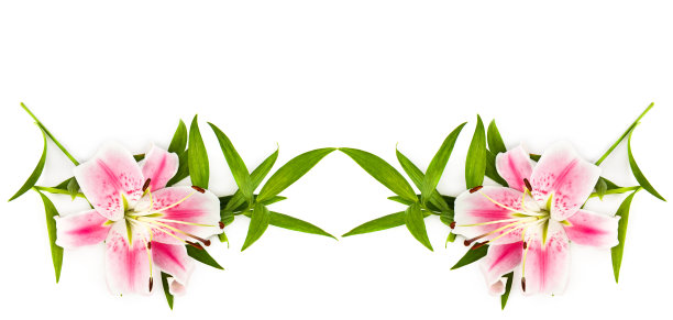 两朵粉红色的百合花，在白色的花瓣上分开。宽的照片。文本的自由空间。拼贴画。图片下载