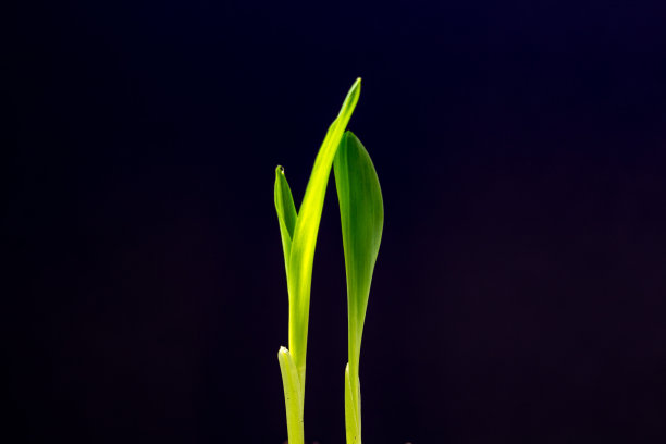 黑色背景下从地里长出的玉米，照片，玉米叶在相机前生长，播种玉米种子图片下载