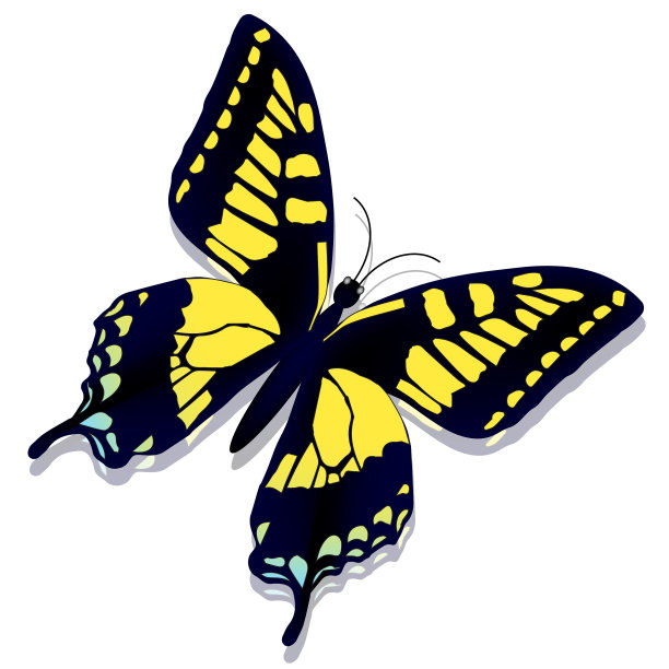 美丽的蝴蝶图片下载