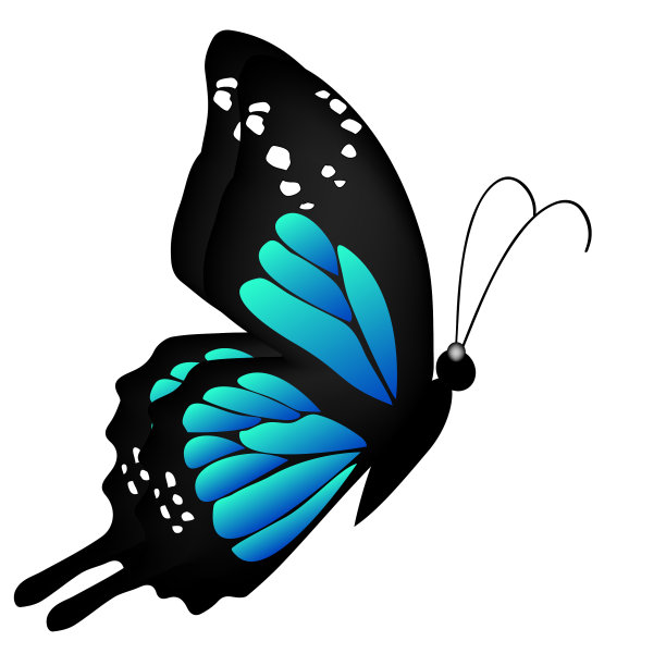 美丽的蝴蝶图片下载