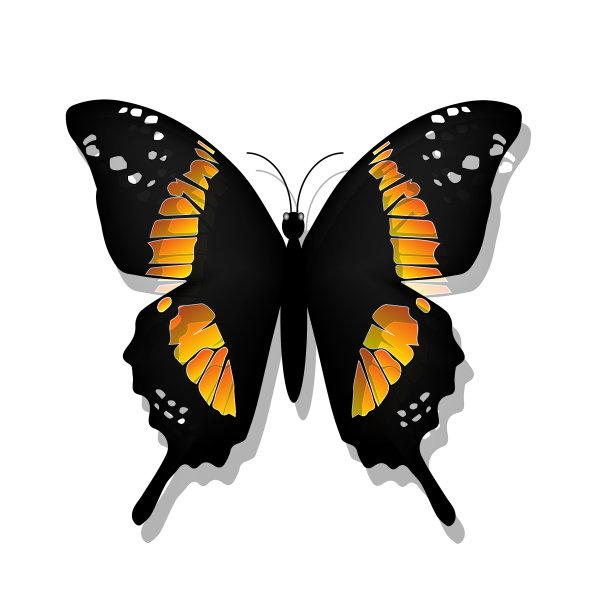 美丽的蝴蝶图片下载