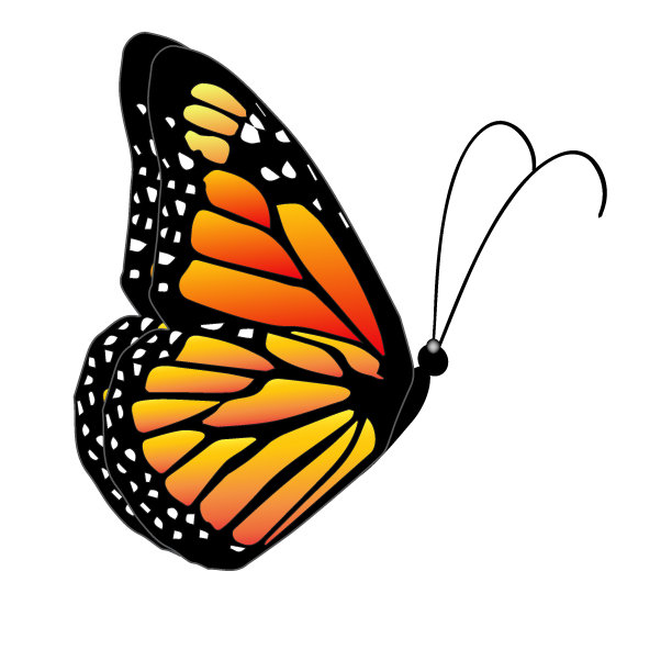 美丽的蝴蝶图片下载