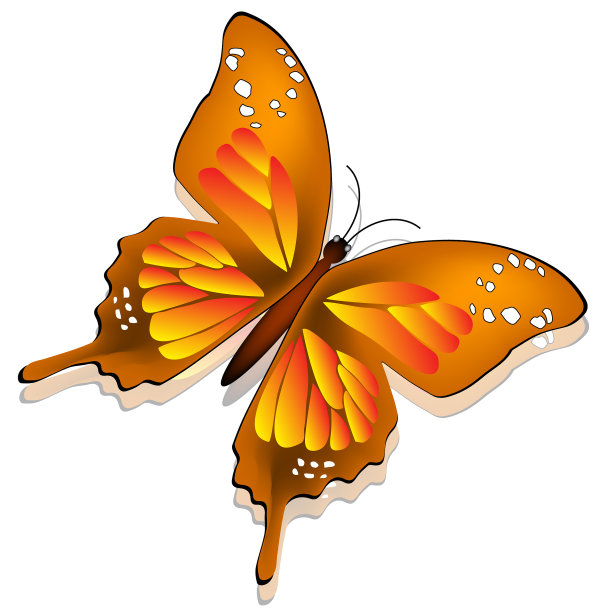 美丽的蝴蝶图片下载