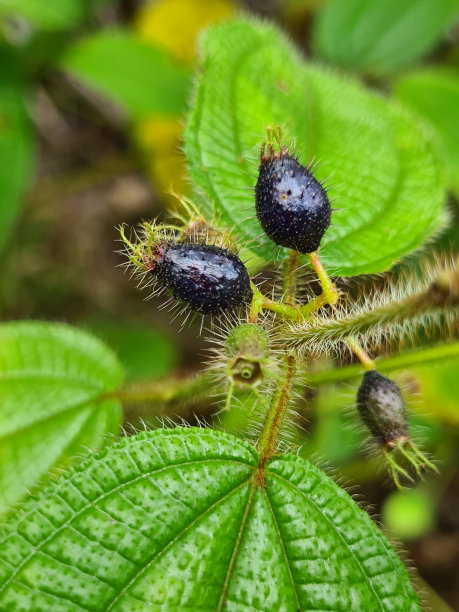 接近黑色和毛茸茸的Clidemia hirta水果股票照片图片下载