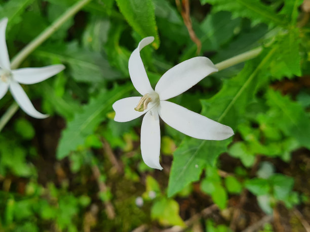 在野生库存照片中的长花海马驹图片下载