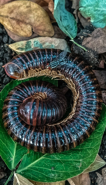 条纹千足虫图片下载