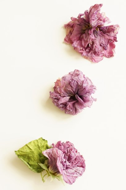 干紫色花malva图案顶视图在白色背景孤立。美术海报。花卉卡片。花卉背景图片下载