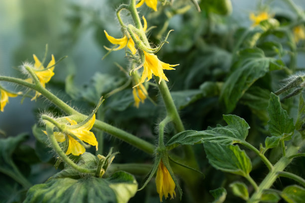 温室里开花的西红柿，特写。黄色番茄花在模糊的绿色背景的出版物，海报，屏幕保护程序，壁纸，明信片，横幅，封面，邮政。高质量照片图片下载