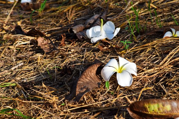 鸡蛋花花图片下载
