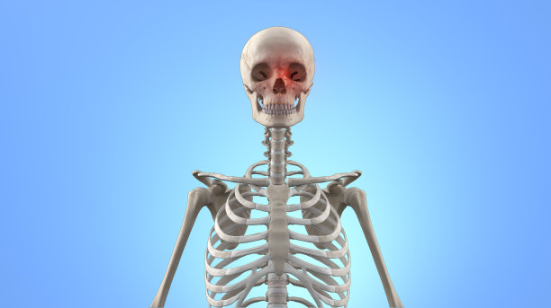 眶面骨折的人类骨骼图片下载