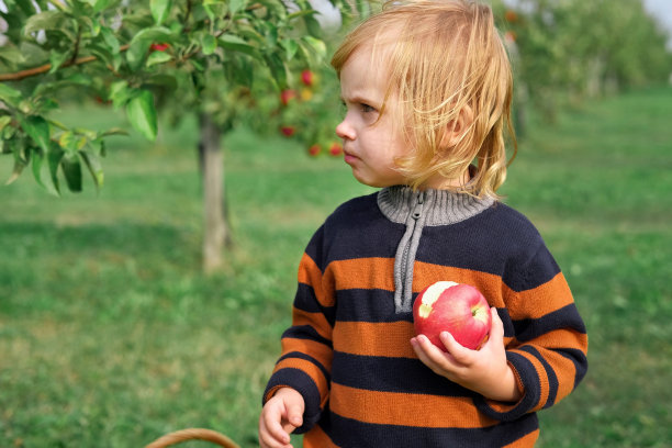收获前的苹果园里的小孩。初学走路的小女孩在秋收的果园里吃着一个大红苹果。前景上的一篮子苹果。秋天的阴天，柔和的影子。男孩图片下载