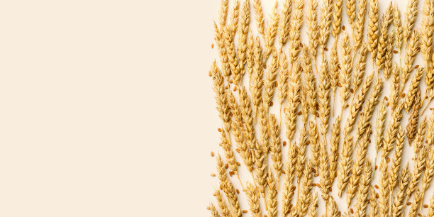 图案以麦穗，近金黄色的小麦小穗和谷物，自然纹理食品横幅，copyspace。俯视图构图，秋季作物谷物，单色照片图片下载