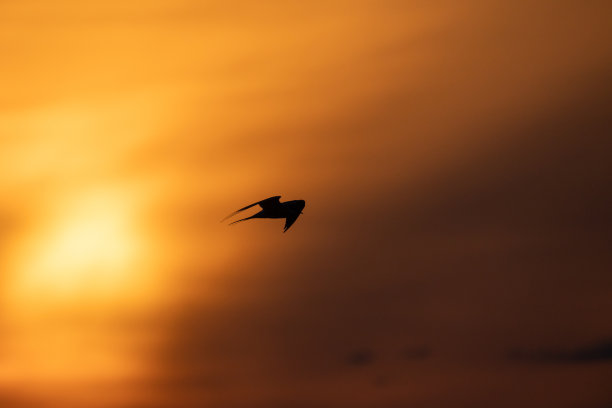 一只鸟在夕阳下飞翔的剪影照片。胸骨hirundo图片下载