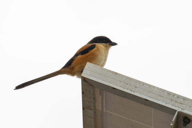 鸟类:红背伯劳鸟(Lanius schach)图片下载