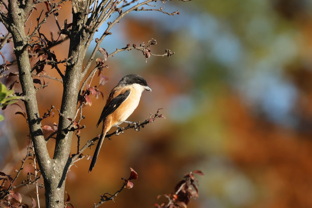 鸟类:红背伯劳鸟(Lanius schach)图片下载