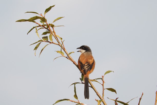 鸟类:红背伯劳鸟(Lanius schach)图片下载