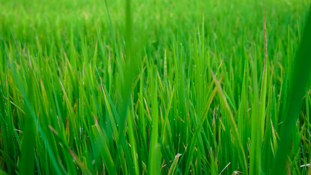年轻的水稻树的特写照片，看起来清新迷人。水稻种子与稻田的背景。图片下载