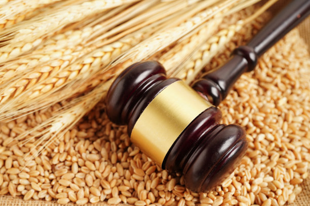 从有机农业农场、农业法概念上判断小麦籽粒。图片下载