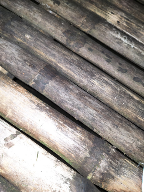 森林中的竹子，选择性对焦的照片特写图片下载