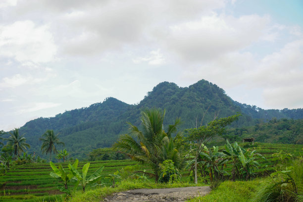印度尼西亚自然风光的股票照片与绿色的稻田和森林在早晨的阳光图片下载