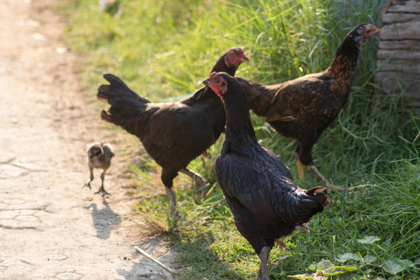 家母鸡群图片下载