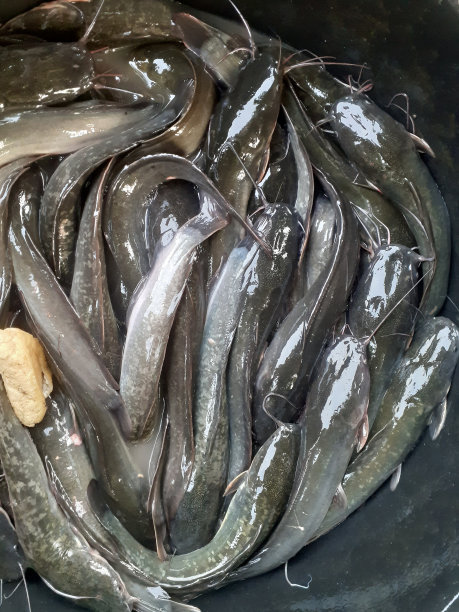 许多鲶鱼在黑色的浴缸里图片下载