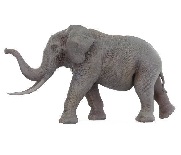 大象孤立图片下载