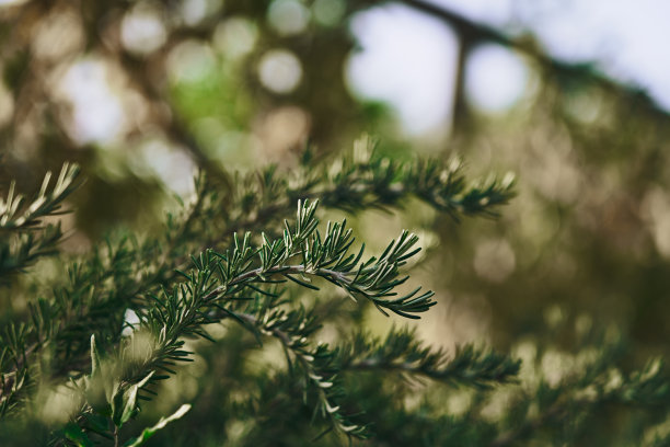 前景中的迷迭香植物图片下载