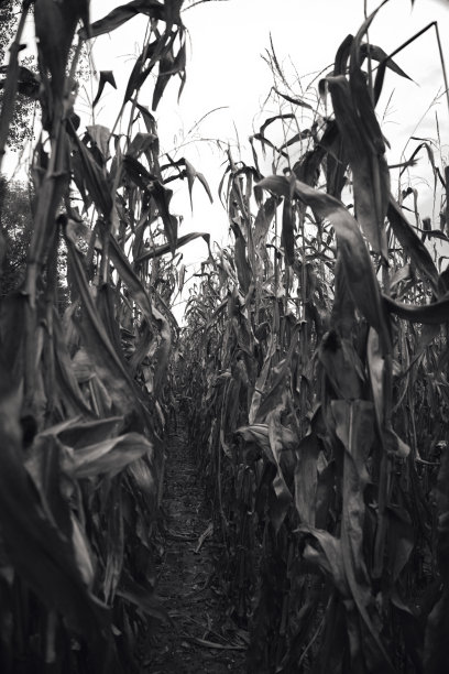 黑色和白色:收割前的干玉米植株图片下载