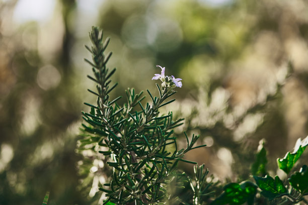 前景中的迷迭香植物图片下载