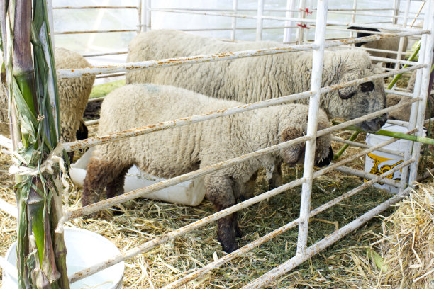 关在笼子里的羊图片下载