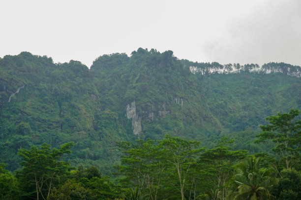 印度尼西亚自然风光的股票照片与绿色的稻田和森林在早晨的阳光图片下载