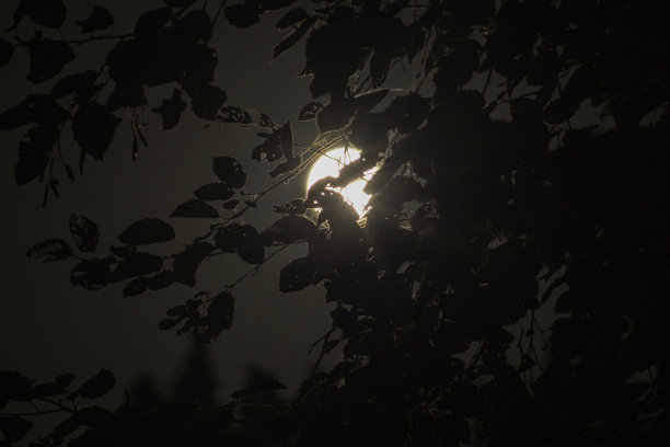 在夜空的背景下，一棵树的叶子的照片图片下载