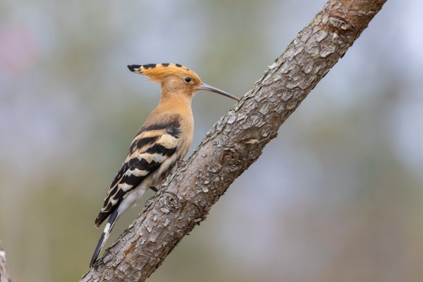 鸟类:欧亚天鸟(Upupa epops)图片下载