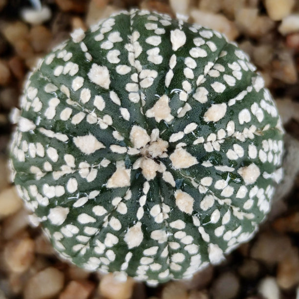 俯视图照片新鲜的绿色仙人掌与小岩石。图片下载