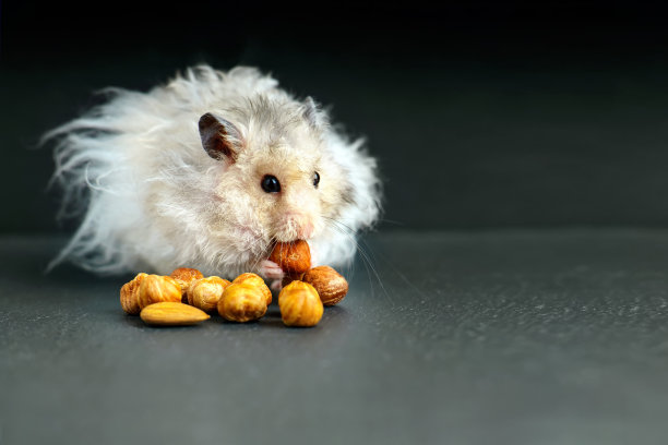 毛茸茸的灰色仓鼠吃榛子坚果在黑暗的背景图片下载