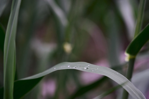 绿叶上的一滴水特写图片下载