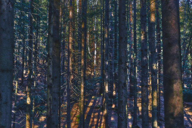 深绿色长满冷杉的丛林图片下载