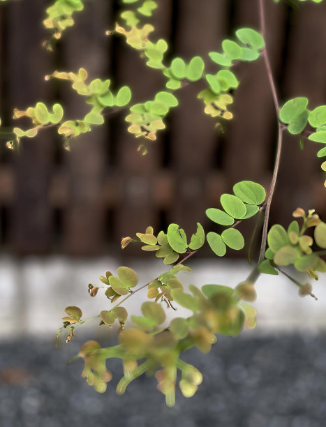 一张绿色植物的照片，花瓶里有叶子，桌子上有一个小花瓶，里面有一株植物。图片下载