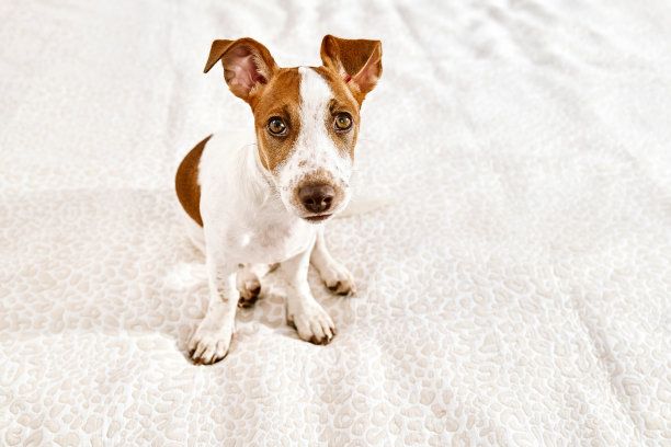 可爱的杰克罗素小猎犬在主人卧室的床上玩耍的照片。有趣的白色和棕色的小狗在家里玩。图片下载