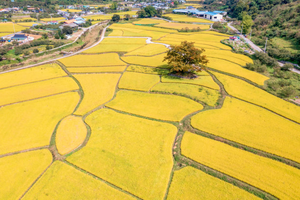 无人机拍摄的韩国农村黄色稻田的照片图片下载