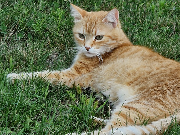 草地照片中的姜黄色猫图片下载